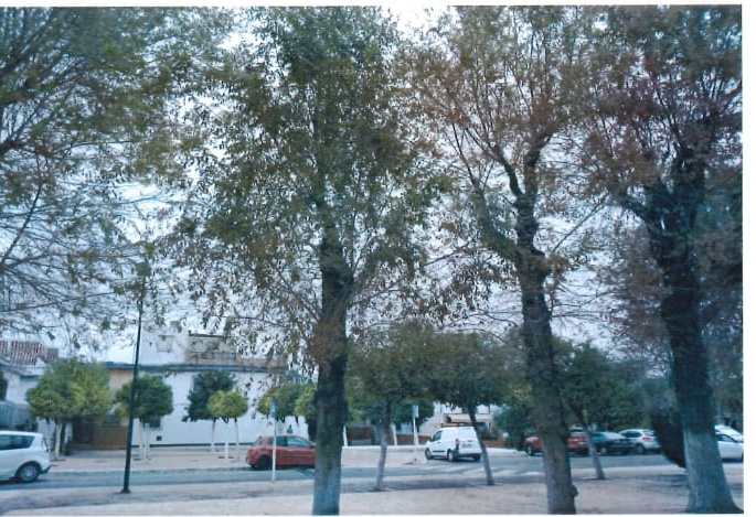 arboles concordia 2 22082019