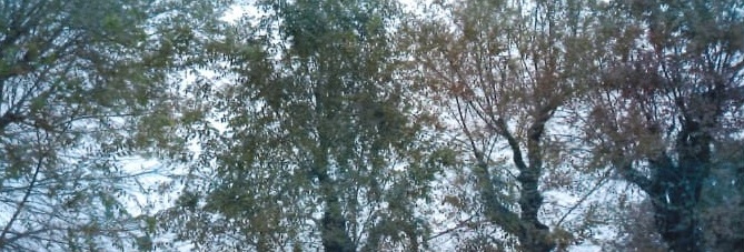 arboles concordia 22082019